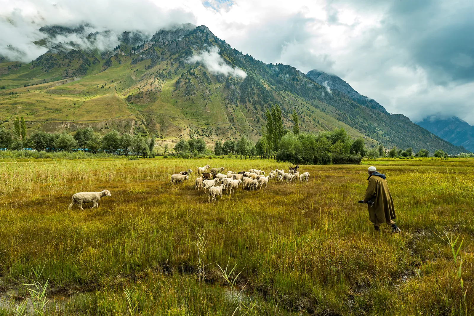 Shepherd_Leading_Sheep_Flock Shepherd_Leading_Sheep_Flock | Kashmir Landscape Photography